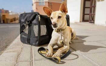 Teach Your Dog to Love His Carrier