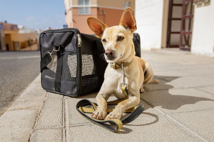 teach your dog to love his carrier