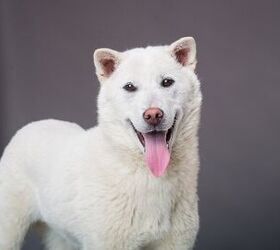 Kishu store inu puppies