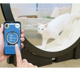 Cat Treadmill Works as a Feline Personal Trainer [Video]