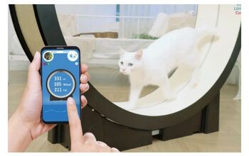 Cat Treadmill Works as a Feline Personal Trainer [Video]