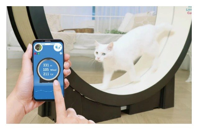 cat treadmill works as a feline personal trainer video