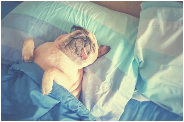 does your dog have a sleep problem