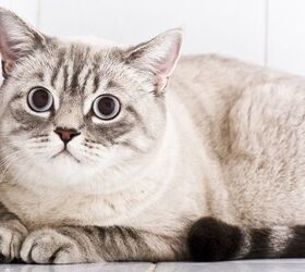 What Is Feline Hyperesthesia Syndrome?