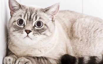 What Is Feline Hyperesthesia Syndrome?