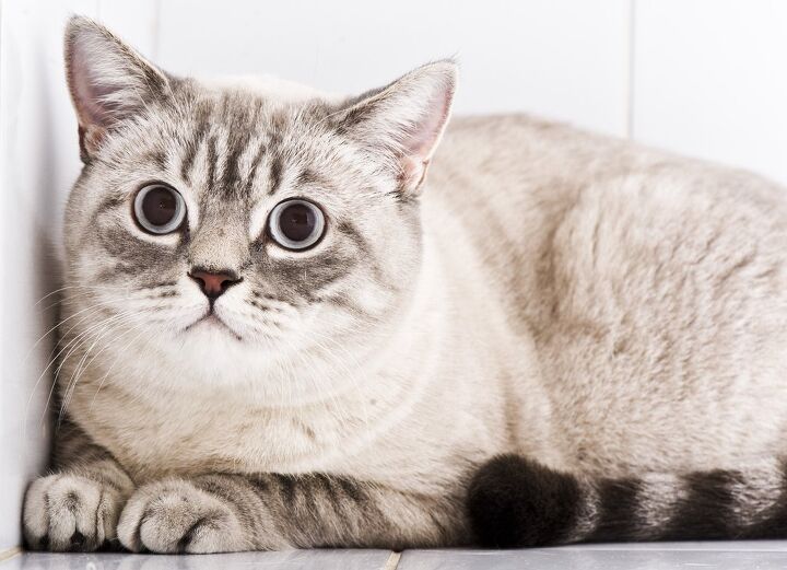 what is feline hyperesthesia syndrome