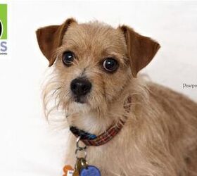 Adoptable Dog of the Week- Marco Polo
