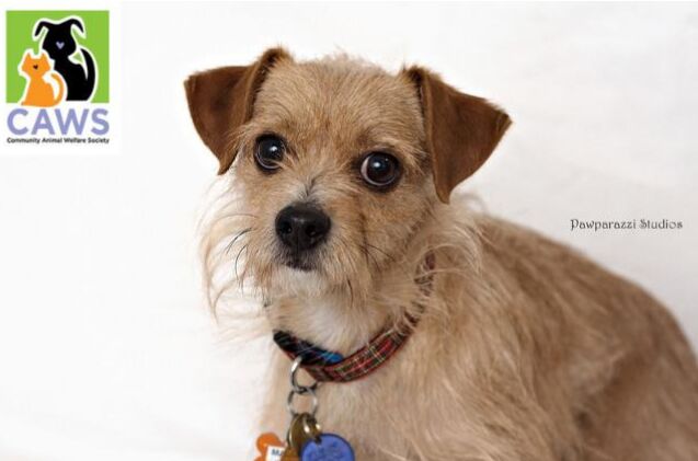 adoptable dog of the week marco polo