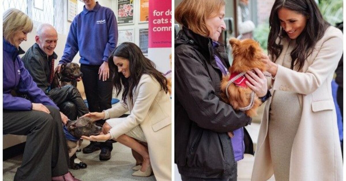 Meghan Markle Makes the Royal Rounds and Visits a London Animal Rescue ...