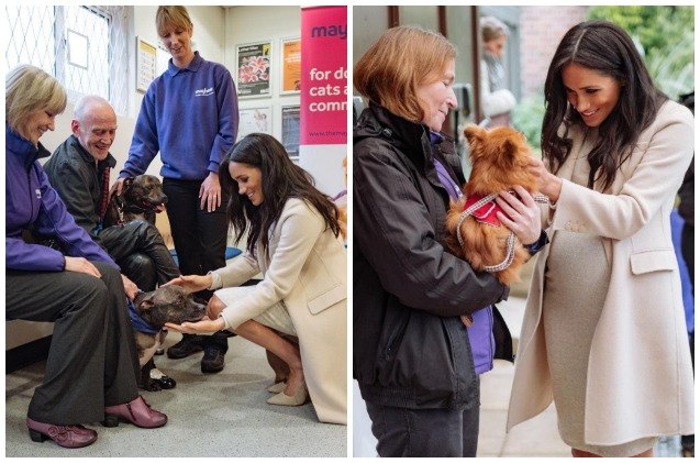 meghan markle makes the royal rounds and visits a london animal rescue