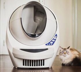 litter robot not detecting cat