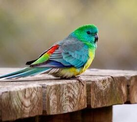 Red Rumped Parrot Colors and Sounds - PetGuide PetGuide