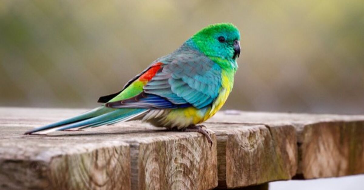 Red Rump Parakeet