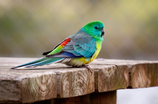 Red Rumped Parrot Health, Personality, Colors and Sounds - PetGuide ...