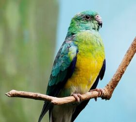 red rumped parrot