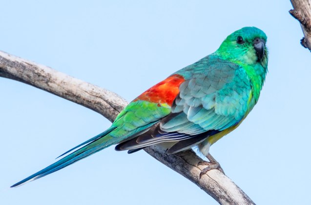 Red Rumped Parrot Health, Personality, Colors and Sounds - PetGuide ...