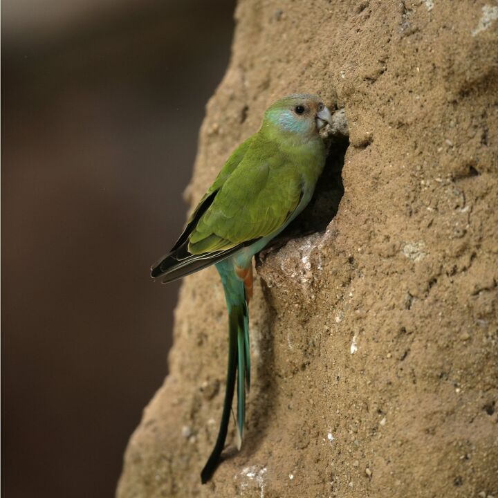 hooded parrot