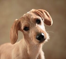 dachshund beagle terrier mix