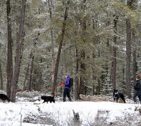 4 Cool Benefits of Walking Your Dog in the Winter
