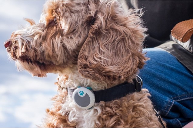 animo dog activity behavior tracker giveaway