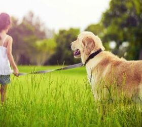 Top 10 Big Dog Breeds for Families