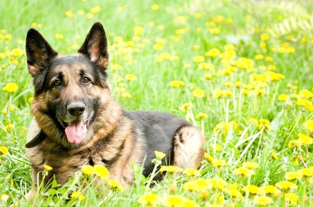 top 10 big dog breeds for families