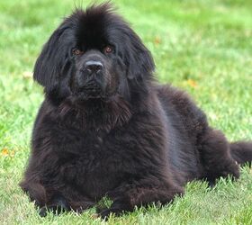top 10 big dog breeds for families