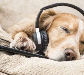 Dog Music: Music to Soothe Your Pooch