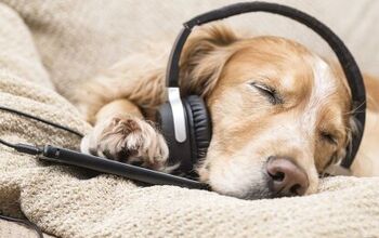 Dog Music: Music to Soothe Your Pooch