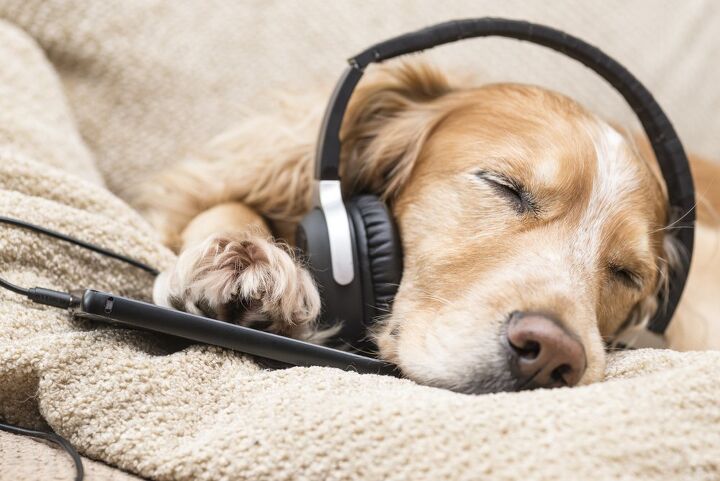 dog music music to soothe your pooch
