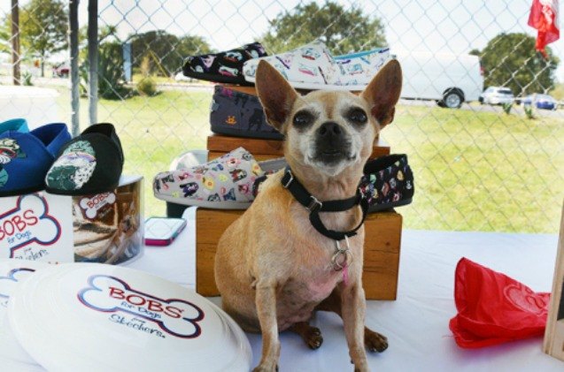 skechers bobs and the petco foundation partner to save shelter animals
