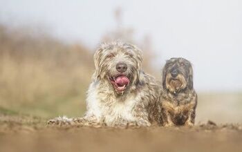 Slovakian Wirehaired Pointing Dog