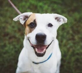 Adoptable Dog of the Week- Oats