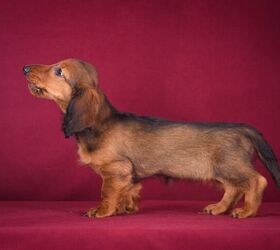 Docker Dog Breed Health, Temperament, Feeding and Puppies  display picture 2