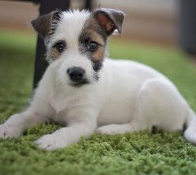 Jackshund Dog Breed Health Temperament Feeding and Puppies PetGuide