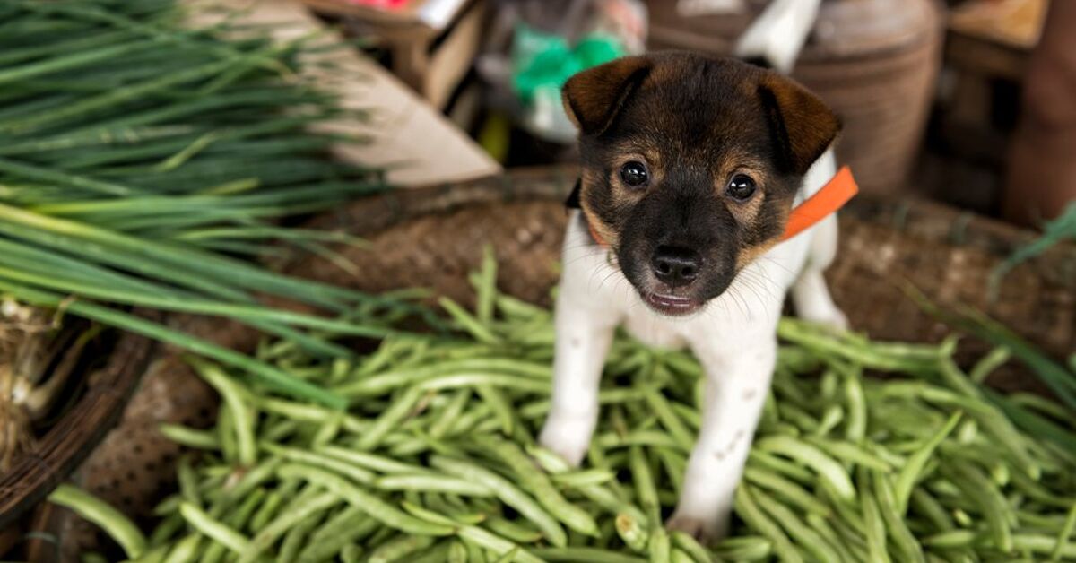 Can Dogs Eat Green Beans? | PetGuide