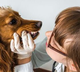 what you should know about dog dental cleaning costs