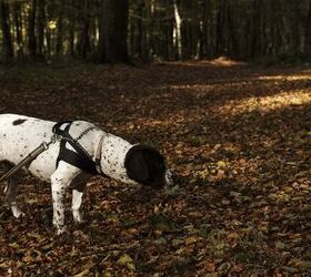 Old danish hot sale bird dog