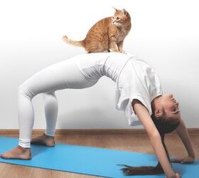 me om do yoga adopt cats