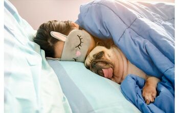 Survey Says Most People Prefer To Snuggle Their Pets Over Their Partne