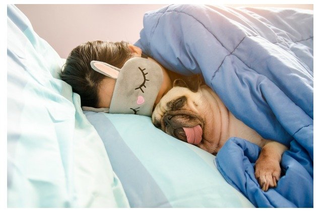survey says most people prefer to snuggle their pets over their partners