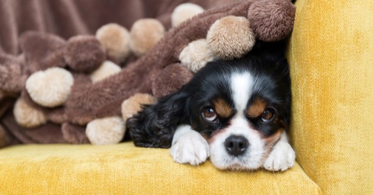 Cuddliest Dogs Top 10 Cuddliest Dog Breeds | PetGuide