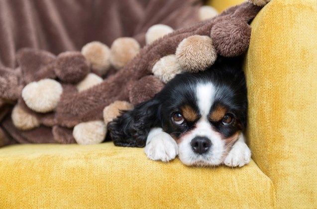 What are the Cuddliest Dog Breeds: Top Snuggle-Worthy Pups