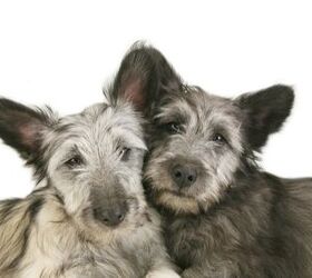 top 10 cuddliest dog breeds