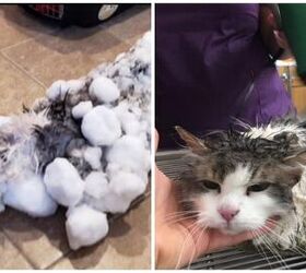 Frozen Cat Revived and Lucky To Live Eight Remaining Lives