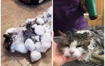 Frozen Cat Revived and Lucky To Live Eight Remaining Lives