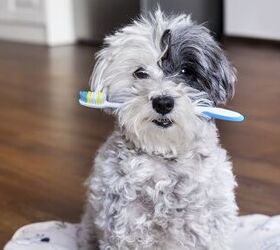 All About Cavities in Dogs: Symptoms and Treatment