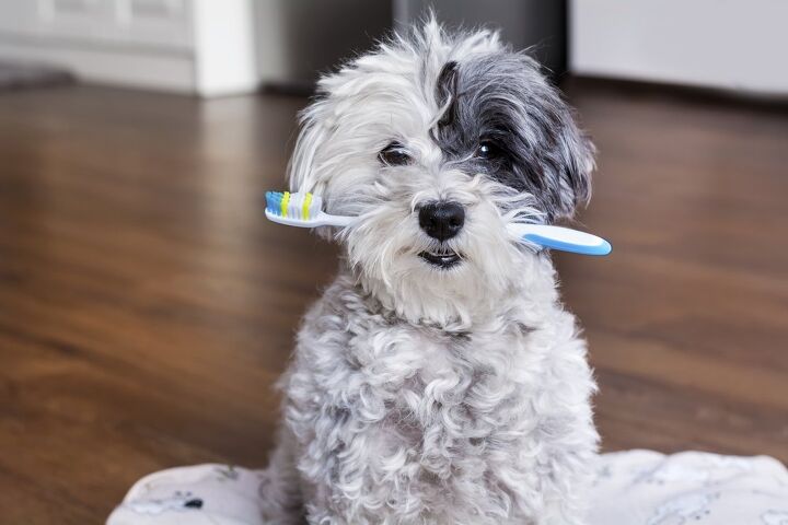 all about cavities in dogs symptoms and treatment