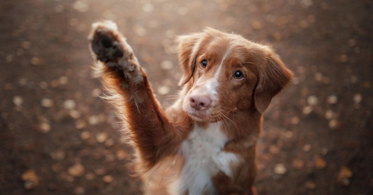 How to Teach Your Dog How To Wave | PetGuide