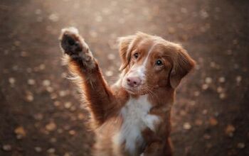 How to Teach Your Dog How To Wave